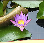 �摜���N���b�N����Ɗg�傳��܂��B